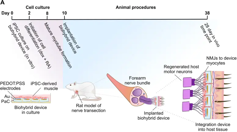 Biohybrid Device Timeline